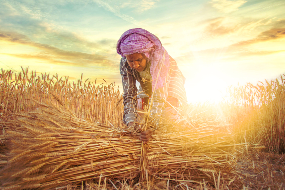 An,Old,Indian,Woman,Farmer,Collecting,Bundles,Of,Wheat,Stalk