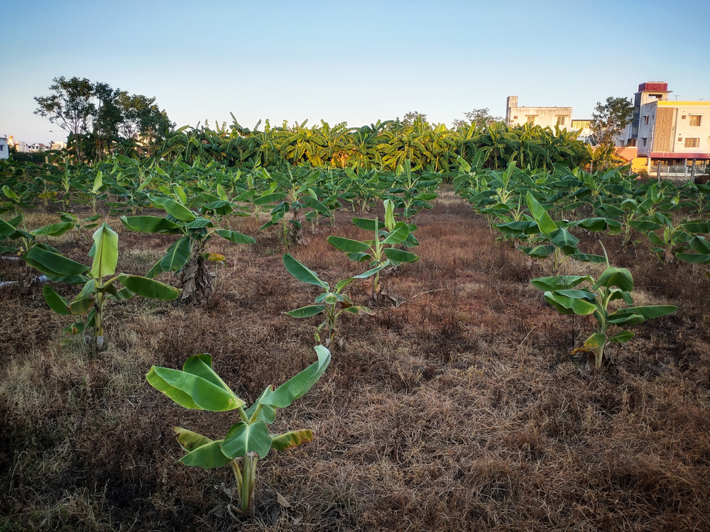 Banana,Tree,Plantation,In,Chennai,City.,Agriculture,In,Urban,Areas.